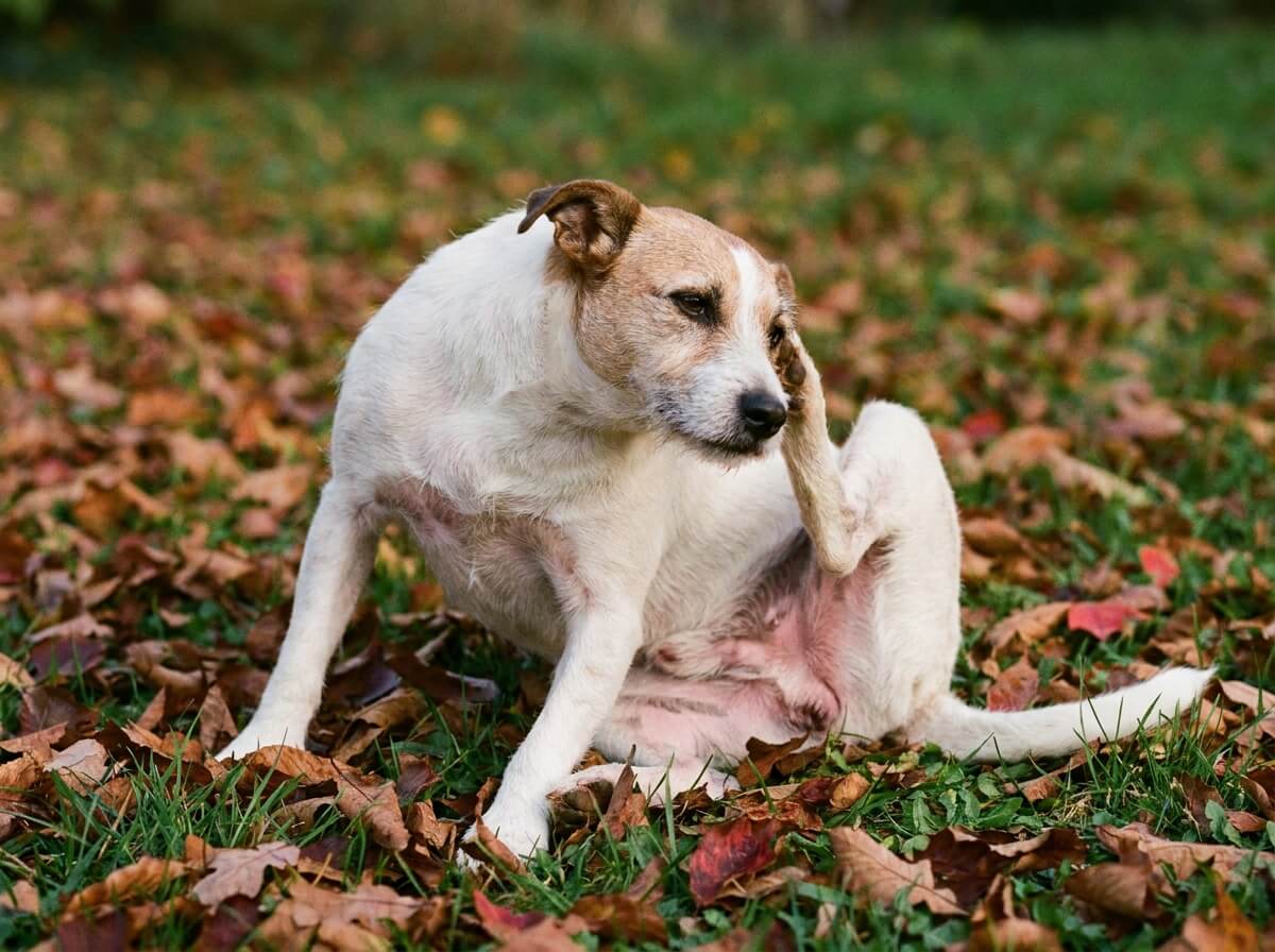 Chien se grattant l'oreille dans les feuilles mortes
