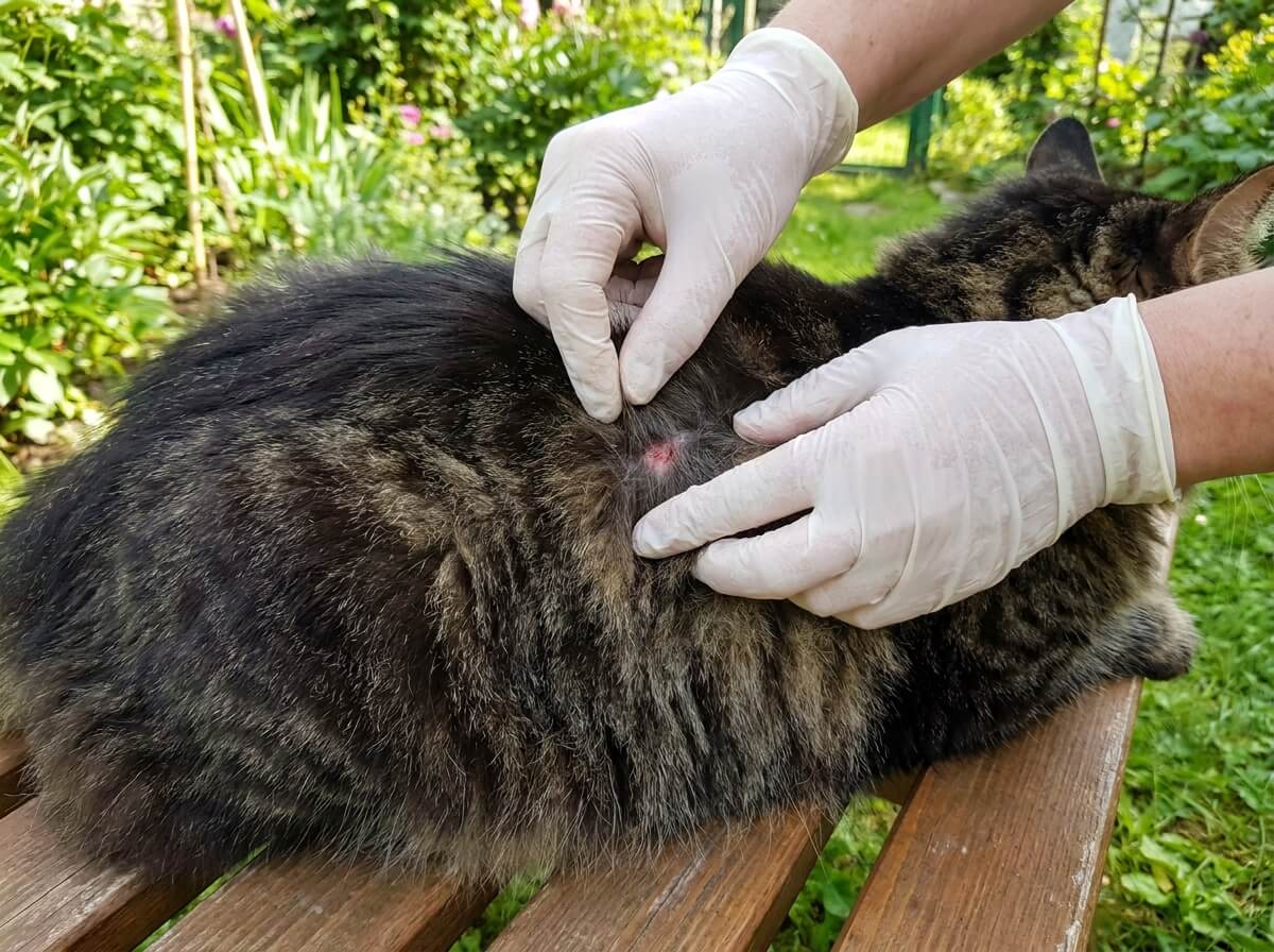 Mains écartant les poils de la hanche d'un chat pour chercher une morsure cachée