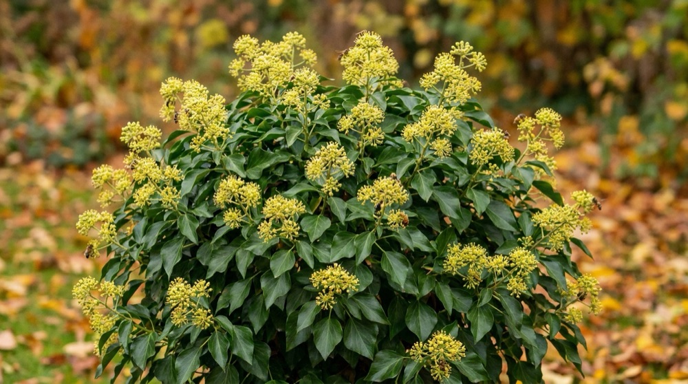 Buisson de lierre arborescent Hedera helix en phase adulte couvert d ombelles spheriques de fleurs vert jaune butinees par des insectes en automne