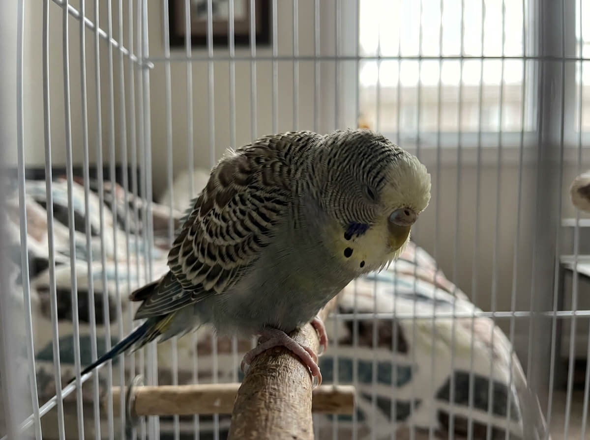 Perruche ondulée au plumage ébouriffé, tassée sur son perchoir