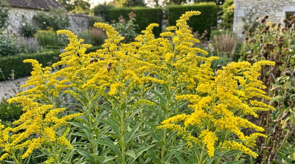 Massif de verge d or Solidago en pleine floraison de fin d ete dans un jardin, panicules jaune d or butinees par des abeilles domestiques