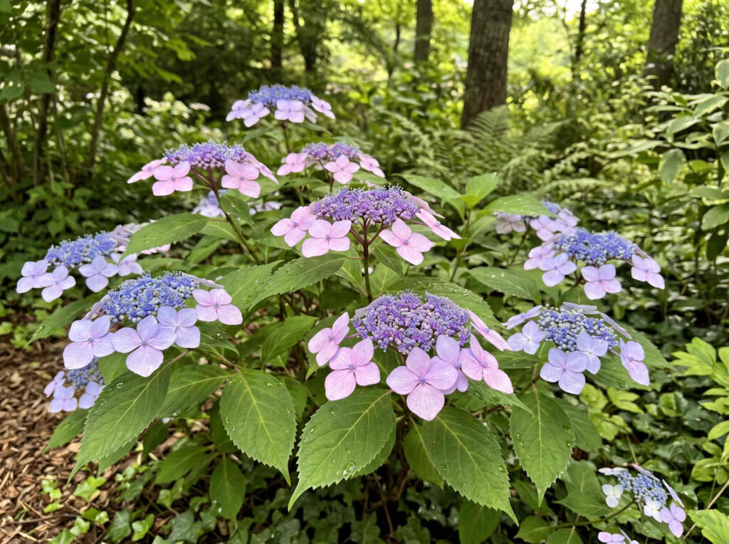 Hydrangea serrata